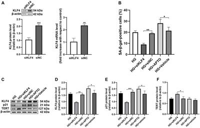 Corrigendum: C1q/TNF-Related Protein 9 Attenuates Atherosclerosis by Inhibiting Hyperglycemia-Induced Endothelial Cell Senescence Through the AMPKα/KLF4 Signaling Pathway